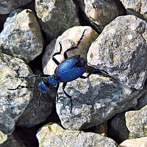 blue and black bug on rock close-up photo thumbnail