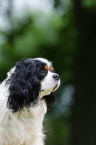 tricolor adult King Charles Cavalier spaniel outdoor thumbnail