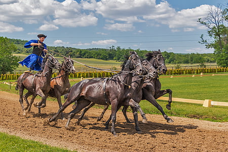 man in blue costume riding on horse during daytime thumbnail