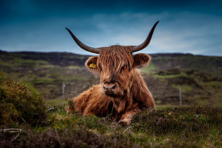 brown bison laying on grass field under white sky thumbnail