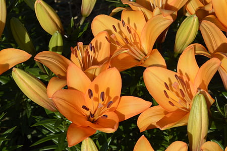 yellow petaled flowers close-up photo thumbnail