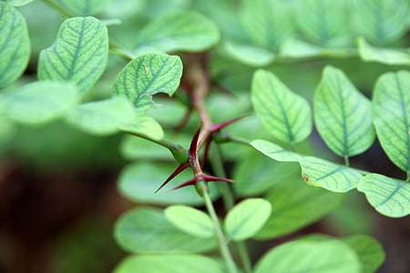 green leafed plant with horn in close-up photography thumbnail