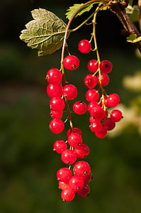 red cherries thumbnail