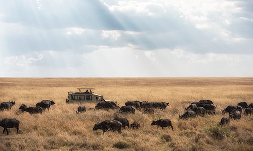 black water buffalo herd standing on withered grass thumbnail
