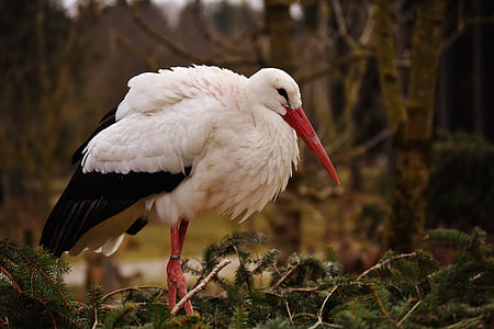 white and black long-beak bird thumbnail