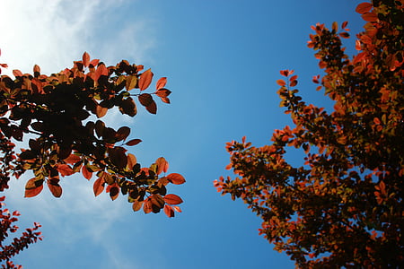 low angle photo of brown and green leaf tree under blue sky during daytime thumbnail