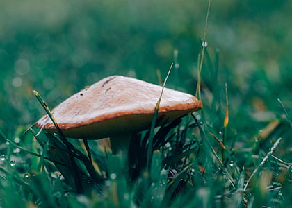 brown mushroom on grass thumbnail