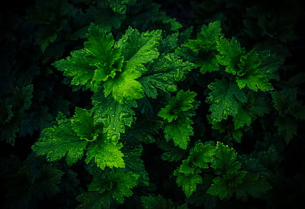 Top View Photo of Wet Leaves thumbnail