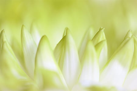 green petaled flower thumbnail