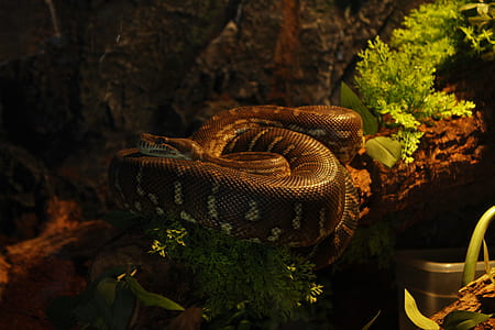 brown snake circling on top of brown tree log thumbnail