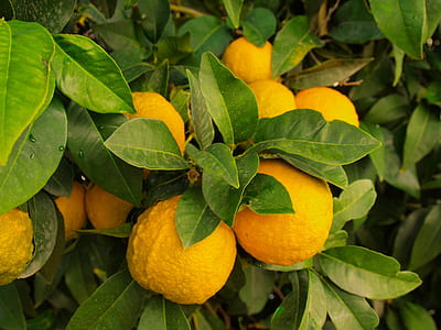 close-up photo of orange fruits thumbnail