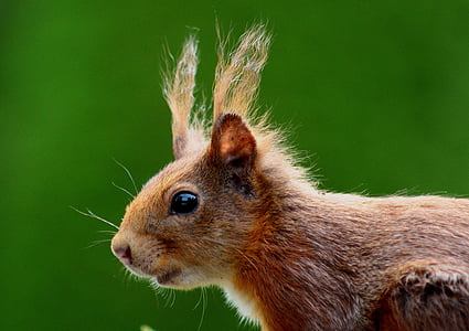 brown squirrel in closeup photography thumbnail