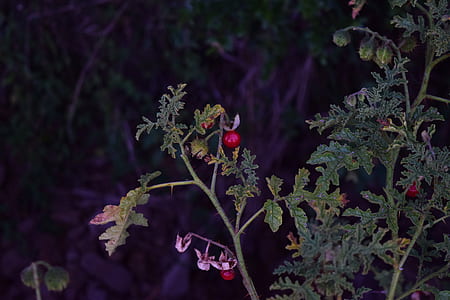 selective focus photography of round red fruits thumbnail