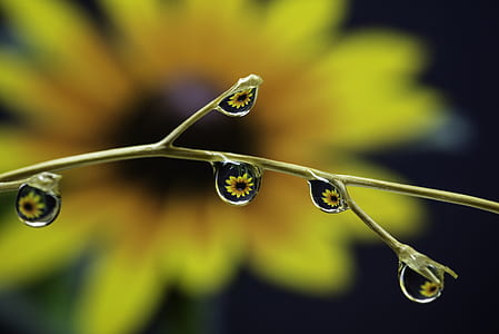 tilt lens photography of brown stem thumbnail