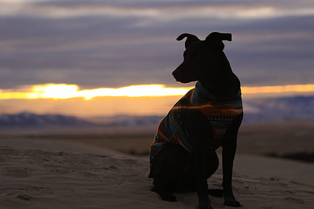 silhouette on dog sitting on sand during golden hour thumbnail