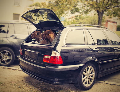 two dogs in vehicle thumbnail