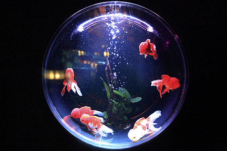 red-and-white fishes thumbnail