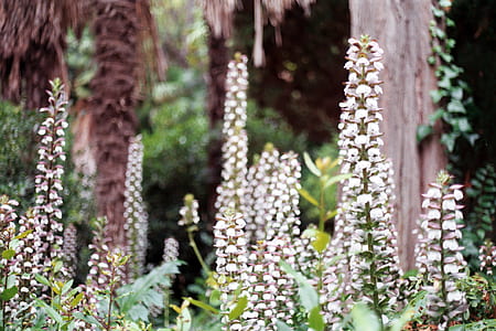 white cluster flower in selective focus photography thumbnail