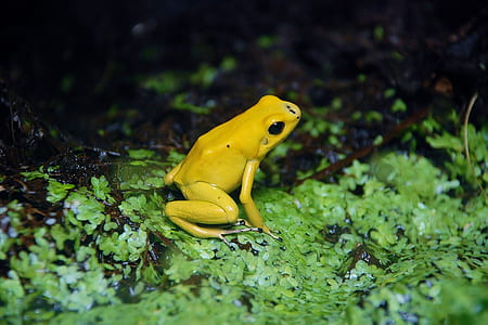 yellow frog thumbnail