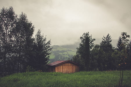 brown house between trees thumbnail