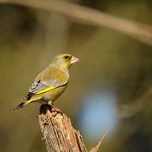 gray and yellow bird on brown tree branch in selective focus photography thumbnail