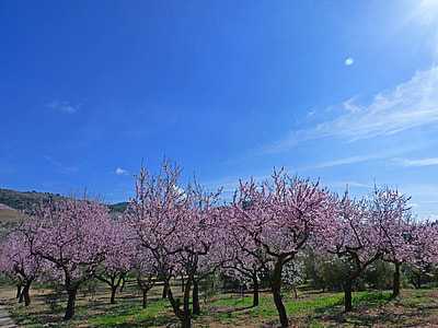 Almond Grove, Flowering Almond Trees thumbnail