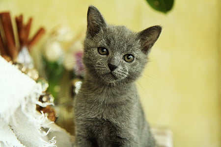 gray cat sitting on table thumbnail