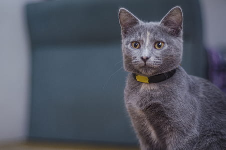 animal, pet, kitten, cat thumbnail