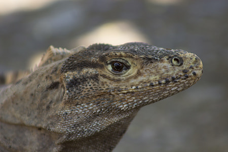 brown and black reptile thumbnail