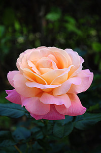 closeup photo of beige and pink petaled flower thumbnail