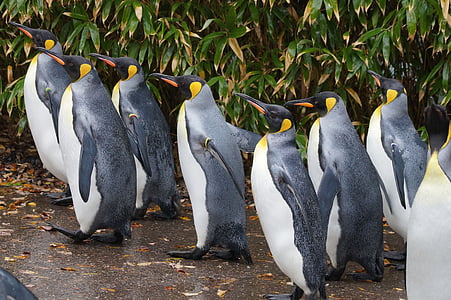group of penguins thumbnail