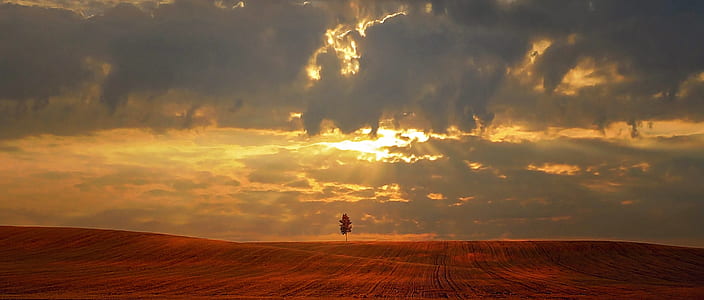 tree in middle of desert under cloudy sky thumbnail