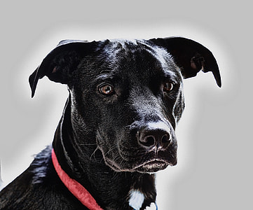 selective focus photography of black American Pitbull thumbnail