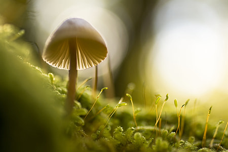 focus photography of white mushroom thumbnail