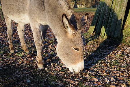 donkey standing near tree at daytime thumbnail