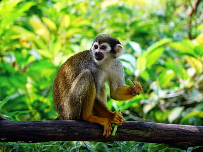 monkey on tree trunk thumbnail