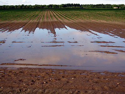 mud and grass field under clear sky during daytime thumbnail