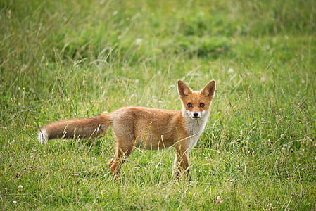 red fox standing on grass field thumbnail