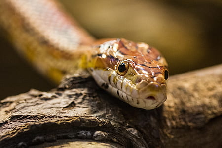 macro photography of brown snake thumbnail