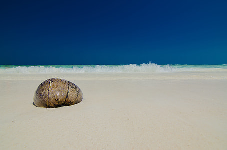 brown empty shell on white sand thumbnail