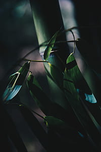 black leafed plant thumbnail