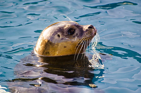 black and brown sea lion on water thumbnail