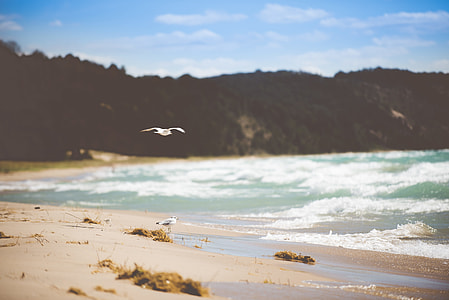 white bird flying on seashore during daytime thumbnail