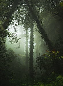 photo of green trees surrounded by fog thumbnail
