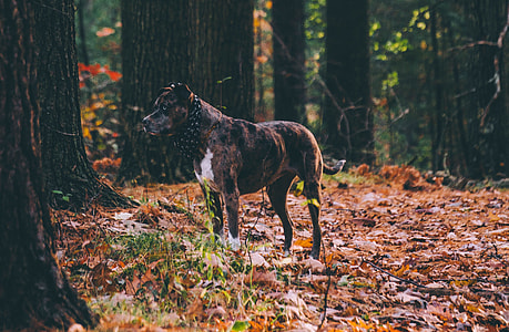 brown brindle and white Leopard catahoula cur on brown dried leaves on ground at daytime thumbnail