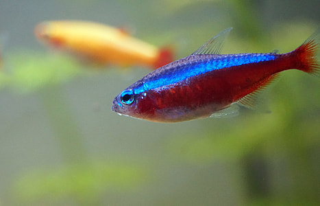 selective macro photography of red and blue fish thumbnail