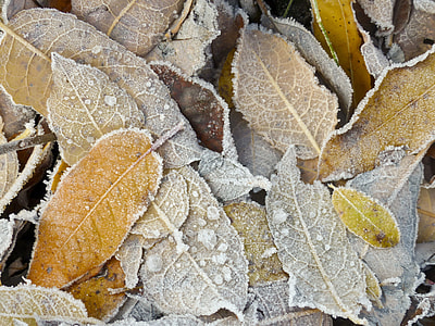 dried leaves thumbnail