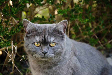 short-fur gray cat sitting beside green leaf plants thumbnail
