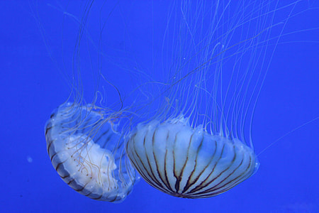 two white jelly fish thumbnail