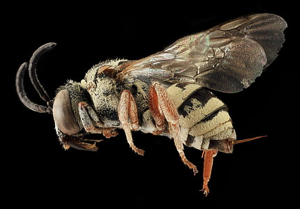 wasp on black background thumbnail